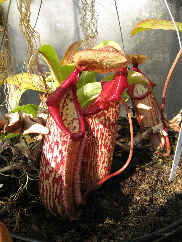 Michigans West Coast 2009 0475.jpg - Labor Day 2009. A trip along Michigans west coast to see beachs, art and buffets.